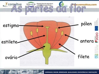estigma
estilete
ovário
antera
filete
pólen
 