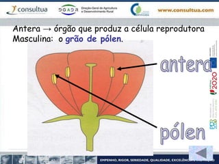 Antera → órgão que produz a célula reprodutora
Masculina: o grão de pólen.
 