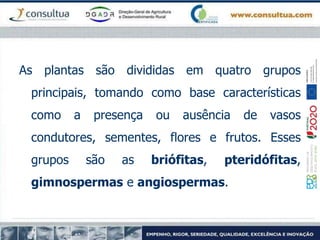 As plantas são divididas em quatro grupos
principais, tomando como base características
como a presença ou ausência de vasos
condutores, sementes, flores e frutos. Esses
grupos são as briófitas, pteridófitas,
gimnospermas e angiospermas.
 