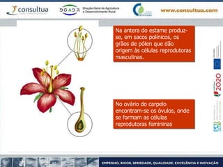 Na antera do estame produz-
se, em sacos polínicos, os
grãos de pólen que dão
origem às células reprodutoras
masculinas.
No ovário do carpelo
encontram-se os óvulos, onde
se formam as células
reprodutoras femininas
 