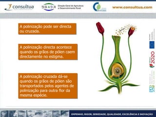 A polinização pode ser directa
ou cruzada.
A polinização directa acontece
quando os grãos de pólen caem
directamente no estigma.
A polinização cruzada dá-se
quando os grãos de pólen são
transportados pelos agentes de
polinização para outra flor da
mesma espécie.
 