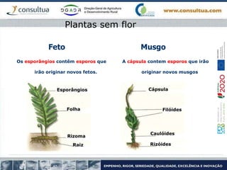 Os esporângios contêm esporos que
irão originar novos fetos.
A cápsula contem esporos que irão
originar novos musgos
Feto Musgo
Plantas sem flor
 