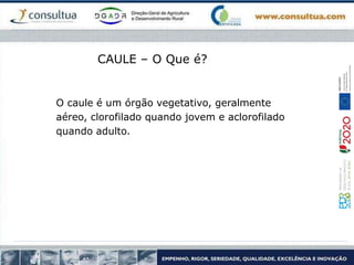 O caule é um órgão vegetativo, geralmente
aéreo, clorofilado quando jovem e aclorofilado
quando adulto.
CAULE – O Que é?
 