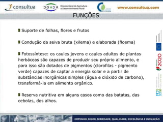 Suporte de folhas, flores e frutos
Condução da seiva bruta (xilema) e elaborada (floema)
Fotossíntese: os caules jovens e caules adultos de plantas
herbáceas são capazes de produzir seu próprio alimento, e
para isso são dotados de pigmentos (clorofilas - pigmento
verde) capazes de captar a energia solar e a partir de
substâncias inorgânicas simples (água e dióxido de carbono),
transformá-la em alimento orgânico.
Reserva nutritiva em alguns casos como das batatas, das
cebolas, dos alhos.
FUNÇÕES
 