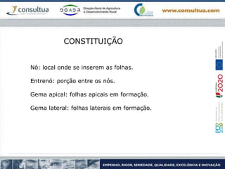 Nó: local onde se inserem as folhas.
Entrenó: porção entre os nós.
Gema apical: folhas apicais em formação.
Gema lateral: folhas laterais em formação.
CONSTITUIÇÃO
 
