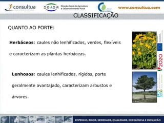 Herbáceos: caules não lenhificados, verdes, flexíveis
e caracterizam as plantas herbáceas.
CLASSIFICAÇÃO
QUANTO AO PORTE:
Lenhosos: caules lenhificados, rígidos, porte
geralmente avantajado, caracterizam arbustos e
árvores.
 