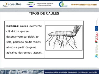 Rizomas: caules levemente
cilíndricos, que se
desenvolvem paralelos ao
solo, podendo emitir ramos
aéreos a partir da gema
apical ou das gemas laterais.
TIPOS DE CAULES
 