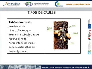 TIPOS DE CAULES
Tubérculos: caules
arredondados,
hipertrofiados, que
acumulam substâncias de
reserva (amido).
Apresentam saliências
denominadas olhos ou
brotos (gemas).
 