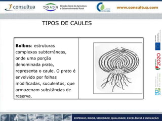 Bolbos: estruturas
complexas subterrâneas,
onde uma porção
denominada prato,
representa o caule. O prato é
envolvido por folhas
modificadas, suculentos, que
armazenam substâncias de
reserva.
TIPOS DE CAULES
 