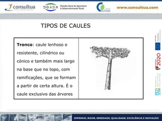 Tronco: caule lenhoso e
resistente, cilíndrico ou
cónico e também mais largo
na base que no topo, com
ramificações, que se formam
a partir de certa altura. É o
caule exclusivo das árvores
TIPOS DE CAULES
 