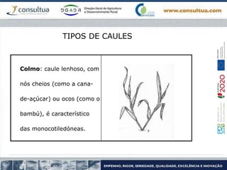 Colmo: caule lenhoso, com
nós cheios (como a cana-
de-açúcar) ou ocos (como o
bambú), é característico
das monocotiledóneas.
TIPOS DE CAULES
 