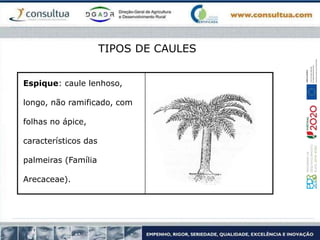 Espique: caule lenhoso,
longo, não ramificado, com
folhas no ápice,
característicos das
palmeiras (Família
Arecaceae).
TIPOS DE CAULES
 