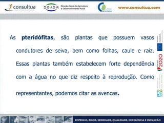 As pteridófitas, são plantas que possuem vasos
condutores de seiva, bem como folhas, caule e raiz.
Essas plantas também estabelecem forte dependência
com a água no que diz respeito à reprodução. Como
representantes, podemos citar as avencas.
 