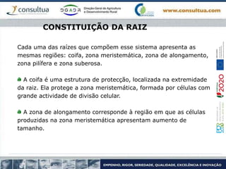 CONSTITUIÇÃO DA RAIZ
Cada uma das raízes que compõem esse sistema apresenta as
mesmas regiões: coifa, zona meristemática, zona de alongamento,
zona pilífera e zona suberosa.
A coifa é uma estrutura de protecção, localizada na extremidade
da raiz. Ela protege a zona meristemática, formada por células com
grande actividade de divisão celular.
A zona de alongamento corresponde à região em que as células
produzidas na zona meristemática apresentam aumento de
tamanho.
 