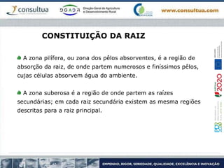 A zona pilífera, ou zona dos pêlos absorventes, é a região de
absorção da raiz, de onde partem numerosos e finíssimos pêlos,
cujas células absorvem água do ambiente.
A zona suberosa é a região de onde partem as raízes
secundárias; em cada raiz secundária existem as mesma regiões
descritas para a raiz principal.
CONSTITUIÇÃO DA RAIZ
 