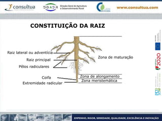 CONSTITUIÇÃO DA RAIZ
Raiz principal
Zona meristemática
Zona de alongamento
Raiz lateral ou adventícia
Zona de maturação
Coifa
Pêlos radiculares
Extremidade radicular
 