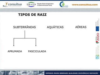 SUBTERRÂNEAS AQUÁTICAS AÉREAS
APRUMADA FASCICULADA
TIPOS DE RAIZ
 