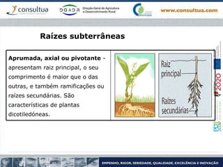 Raízes subterrâneas
Aprumada, axial ou pivotante -
apresentam raiz principal, o seu
comprimento é maior que o das
outras, e também ramificações ou
raízes secundárias. São
características de plantas
dicotiledóneas.
 