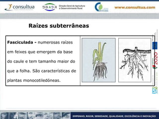 Raízes subterrâneas
Fasciculada - numerosas raízes
em feixes que emergem da base
do caule e tem tamanho maior do
que a folha. São características de
plantas monocotiledóneas.
 