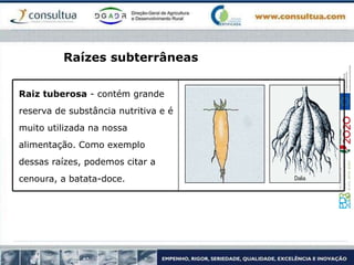 Raiz tuberosa - contém grande
reserva de substância nutritiva e é
muito utilizada na nossa
alimentação. Como exemplo
dessas raízes, podemos citar a
cenoura, a batata-doce.
Raízes subterrâneas
 