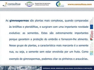 As gimnospermas são plantas mais complexas, quando comparadas
às briófitas e pteridófitas, e surgiram com uma importante novidade
evolutiva: as sementes. Estas são extremamente importantes
porque garantem a proteção do embrião e fornecem-lhe alimento.
Nesse grupo de plantas, a característica mais marcante é a semente
nua, ou seja, a semente sem estar envolvida por um fruto. Como
exemplo de gimnospermas, podemos citar os pinheiros e araucárias.
 