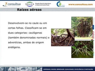 Desenvolvem-se no caule ou em
certas folhas. Classificam-se em
duas categorias: caulógenas
(também denominadas normais) e
adventícias, ambas de origem
endógena.
Raízes aéreas
 