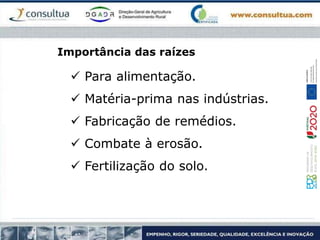 Importância das raízes
 Para alimentação.
 Matéria-prima nas indústrias.
 Fabricação de remédios.
 Combate à erosão.
 Fertilização do solo.
 