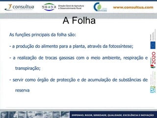 A Folha
As funções principais da folha são:
- a produção do alimento para a planta, através da fotossíntese;
- a realização de trocas gasosas com o meio ambiente, respiração e
transpiração;
- servir como órgão de protecção e de acumulação de substâncias de
reserva
 