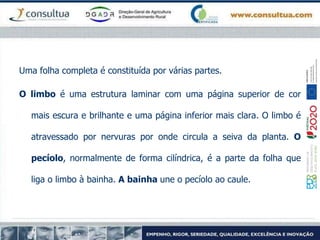 Uma folha completa é constituída por várias partes.
O limbo é uma estrutura laminar com uma página superior de cor
mais escura e brilhante e uma página inferior mais clara. O limbo é
atravessado por nervuras por onde circula a seiva da planta. O
pecíolo, normalmente de forma cilíndrica, é a parte da folha que
liga o limbo à bainha. A bainha une o pecíolo ao caule.
 