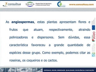 As angiospermas, estas plantas apresentam flores e
frutos que atuam, respectivamente, atraindo
polinizadores e dispersores. Sem dúvidas, essa
característica favoreceu a grande quantidade de
espécies desse grupo. Como exemplo, podemos citar as
roseiras, os coqueiros e os cactos.
 