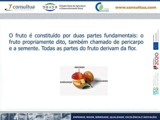 O fruto é constituído por duas partes fundamentais: o
fruto propriamente dito, também chamado de pericarpo
e a semente. Todas as partes do fruto derivam da flor.
 