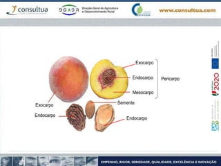 Exocarpo
Mesocarpo
Exocarpo
Endocarpo
Endocarpo
Endocarpo
Semente
Pericarpo
 