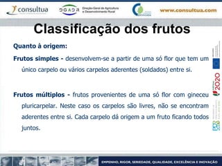 Classificação dos frutos
Quanto à origem:
Frutos simples - desenvolvem-se a partir de uma só flor que tem um
único carpelo ou vários carpelos aderentes (soldados) entre si.
Frutos múltiplos - frutos provenientes de uma só flor com gineceu
pluricarpelar. Neste caso os carpelos são livres, não se encontram
aderentes entre si. Cada carpelo dá origem a um fruto ficando todos
juntos.
 