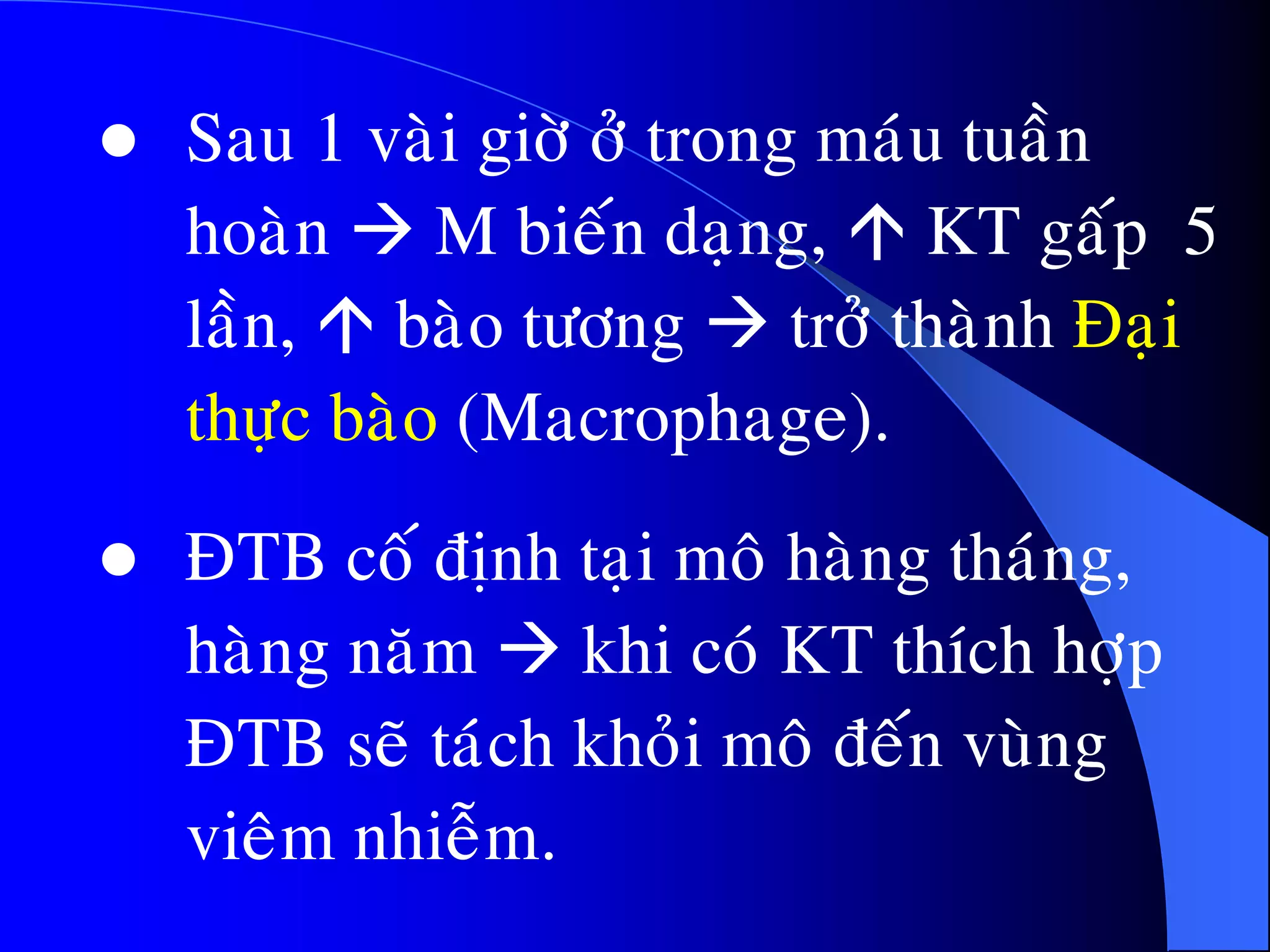  Sau 1 vaøi giôø ôû trong maùu tuaàn
hoaøn  M bieán daïng,  KT gaáp 5
laàn,  baøo töông  trôû thaønh Ñaïi
thöïc baøo (Macrophage).
 ÑTB coá ñònh taïi moâ haøng thaùng,
haøng naêm  khi coù KT thích hôïp
ÑTB seõ taùch khoûi moâ ñeán vuøng
vieâm nhieãm.
 