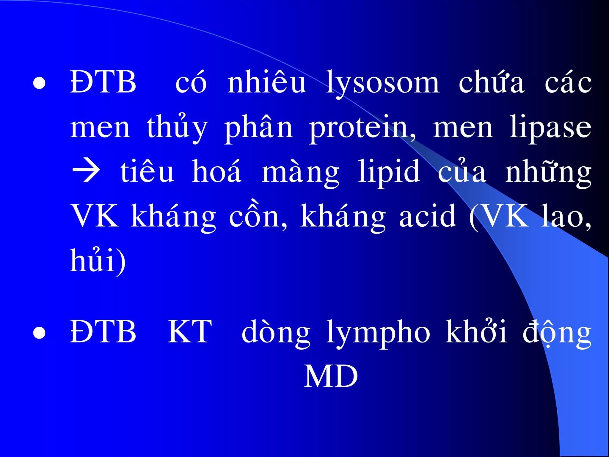  ÑTB coù nhieâu lysosom chöùa caùc
men thuûy phaân protein, men lipase
 tieâu hoaù maøng lipid cuûa nhöõng
VK khaùng coàn, khaùng acid (VK lao,
huûi)
 ÑTB KT doøng lympho khôûi ñoäng
MD
 