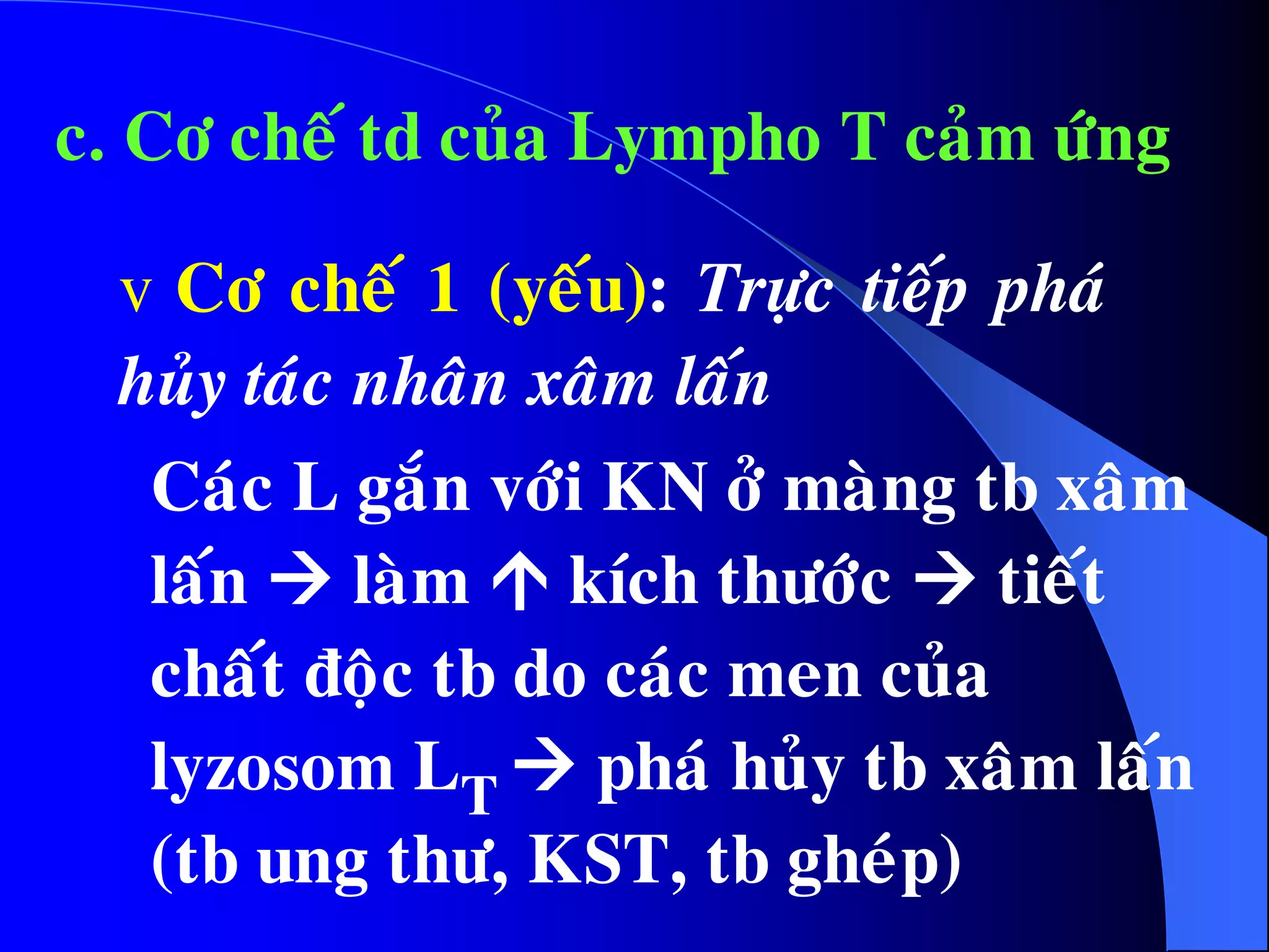 c. Cô cheá td cuûa Lympho T caûm öùng
v Cô cheá 1 (yeáu): Tröïc tieáp phaù
huûy taùc nhaân xaâm laán
Caùc L gaén vôùi KN ôû maøng tb xaâm
laán  laøm  kích thöôùc  tieát
chaát ñoäc tb do caùc men cuûa
lyzosom LT  phaù huûy tb xaâm laán
(tb ung thö, KST, tb gheùp)
 