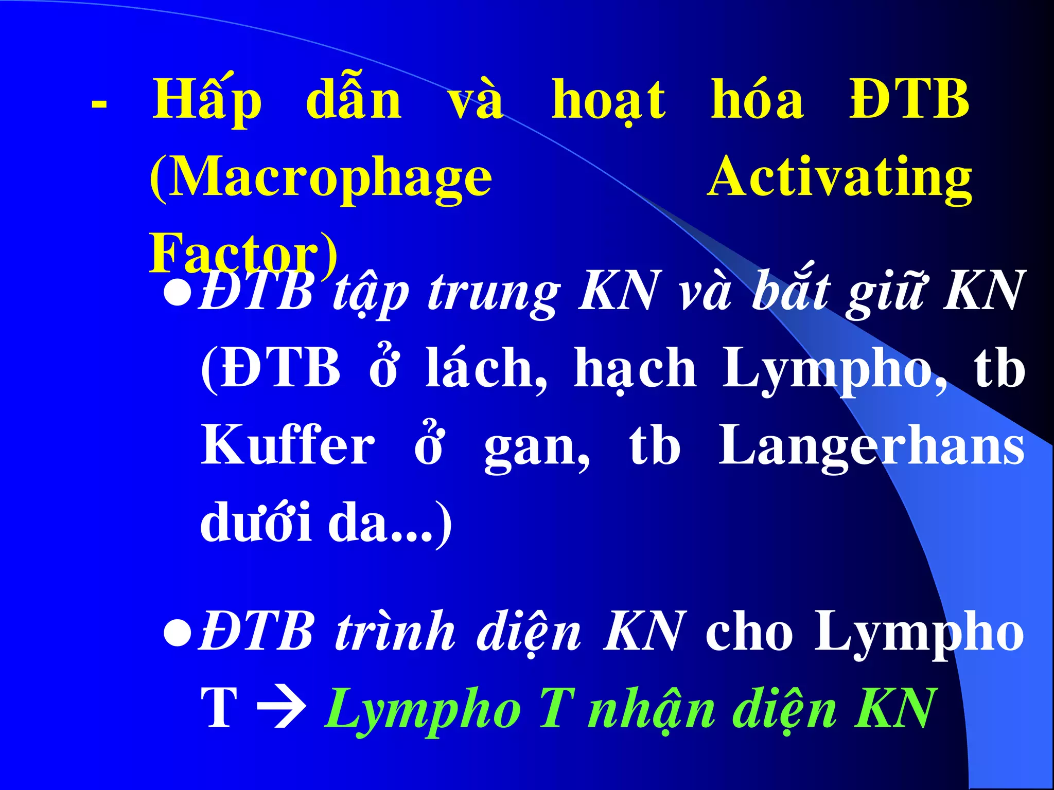 ÑTB taäp trung KN vaø baét giöõ KN
(ÑTB ôû laùch, haïch Lympho, tb
Kuffer ôû gan, tb Langerhans
döôùi da...)
ÑTB trình dieän KN cho Lympho
T  Lympho T nhaän dieän KN
- Haáp daãn vaø hoaït hoùa ÑTB
(Macrophage Activating
Factor)
 