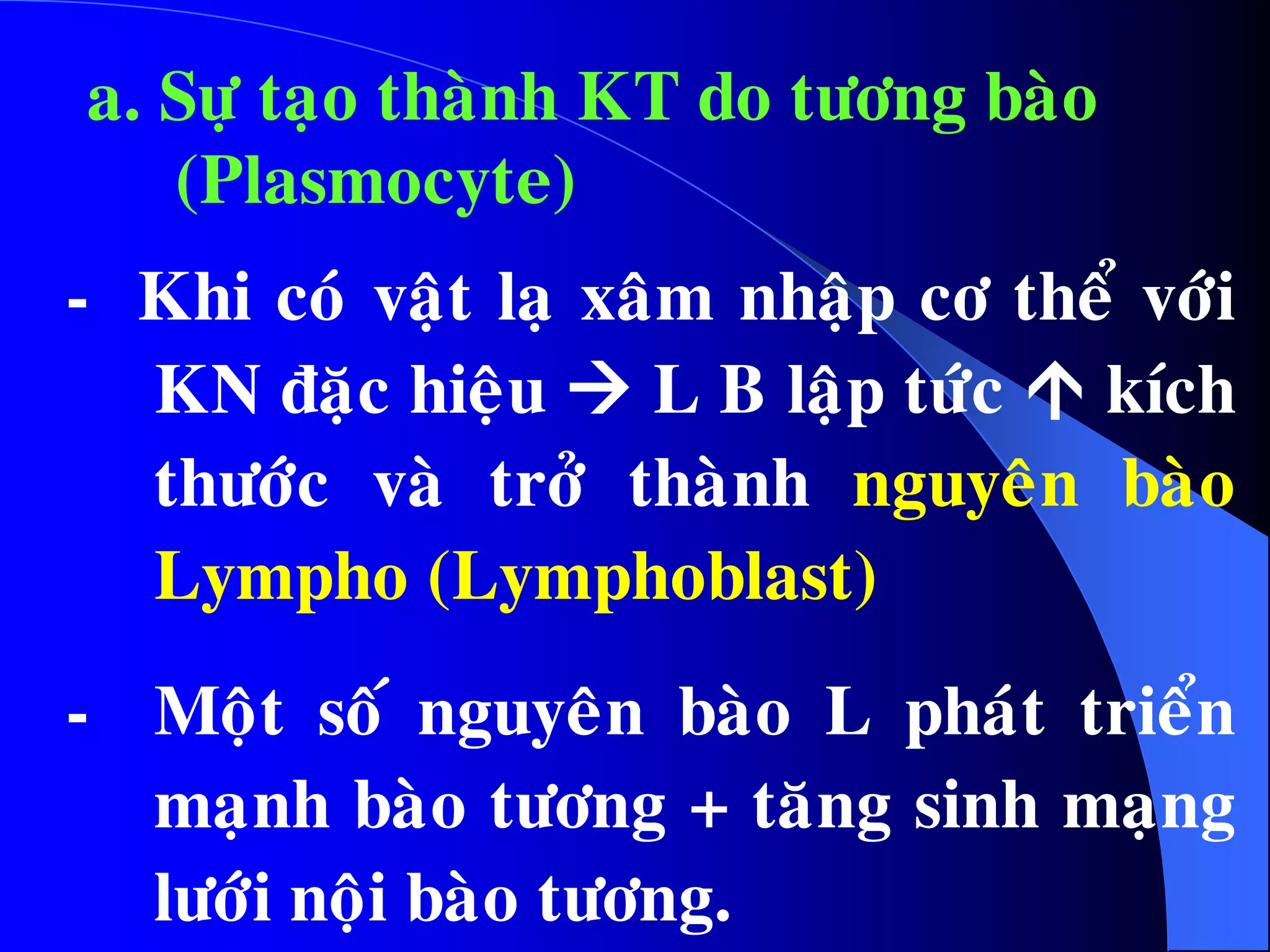 a. Söï taïo thaønh KT do töông baøo
(Plasmocyte)
- Khi coù vaät laï xaâm nhaäp cô theå vôùi
KN ñaëc hieäu  L B laäp töùc  kích
thöôùc vaø trôû thaønh nguyeân baøo
Lympho (Lymphoblast)
- Moät soá nguyeân baøo L phaùt trieån
maïnh baøo töông + taêng sinh maïng
löôùi noäi baøo töông.
 