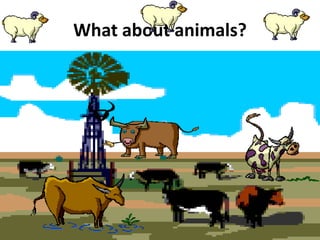 What about animals?
 