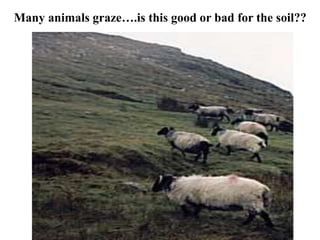 Many animals graze….is this good or bad for the soil??
 