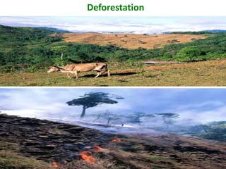 Deforestation
 