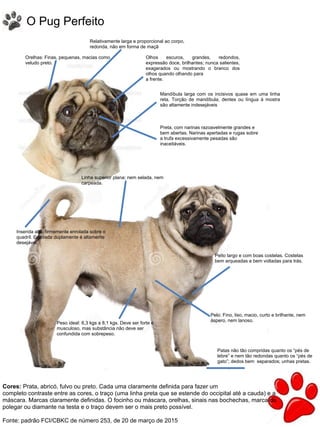 28
O Pug Perfeito
Cores: Prata, abricó, fulvo ou preto. Cada uma claramente definida para fazer um
completo contraste entre as cores, o traço (uma linha preta que se estende do occipital até a cauda) e a
máscara. Marcas claramente definidas. O focinho ou máscara, orelhas, sinais nas bochechas, marca do
polegar ou diamante na testa e o traço devem ser o mais preto possível.
Fonte: padrão FCI/CBKC de número 253, de 20 de março de 2015
Olhos escuros, grandes, redondos,
expressão doce, brilhantes; nunca salientes,
exagerados ou mostrando o branco dos
olhos quando olhando para
a frente.
Mandíbula larga com os incisivos quase em uma linha
reta. Torção de mandíbula, dentes ou língua à mostra
são altamente indesejáveis
Orelhas: Finas, pequenas, macias como
veludo preto.
Preta, com narinas razoavelmente grandes e
bem abertas. Narinas apertadas e rugas sobre
a trufa excessivamente pesadas são
inaceitáveis.
Relativamente larga e proporcional ao corpo,
redonda, não em forma de maçã
Peito largo e com boas costelas. Costelas
bem arqueadas e bem voltadas para trás.
Pelo: Fino, liso, macio, curto e brilhante, nem
áspero, nem lanoso.
Patas não tão compridas quanto os “pés de
lebre” e nem tão redondas quanto os “pés de
gato”; dedos bem separados; unhas pretas.
Peso ideal: 6,3 kgs a 8,1 kgs. Deve ser forte e
musculoso, mas substância não deve ser
confundida com sobrepeso.
Inserida alta, firmemente enrolada sobre o
quadril. Enrolada duplamente é altamente
desejável.
Linha superior plana; nem selada, nem
carpeada.
 