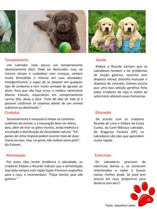 11
SaúdeTemperamento
EducaçãoCuidados
Exercícios
Um Labrador nato possui um temperamento
absolutamente dócil. Pode ser destruidor, mas, ao
mesmo tempo é cuidadoso com crianças, sempre
muito brincalhão e intenso em suas atividades.
Inteligentíssimo, é capaz de se adaptar em qualquer
tipo de ambiente e tem muita vontade de agradar ao
dono. Para que não haja erros, o médico veterinário
Marcio Esteves, especialista em comportamento
canino (RJ), deixa a dica: “Com 60 dias de vida já é
possível confirmar se estamos diante de um animal
submisso ou dominante.”
Texto: Jaqueline Lasko
Semanalmente é necessário limpar os condutos
auditivos do animal, e a escovação deve ser diária,
pois, além de tirar os pelos mortos, ainda melhora a
circulação e distribuição da oleosidade natural. “Em
países de clima tropical podem ocorrer mais de duas
trocas ao ano, mas, no geral, não soltam tanto pelo”,
diz Esteves..
Kildare e Ricardo alertam que os
Labradores tendem a ter problemas
de torção gástrica, nanismo com
displasia retinal, distrofia muscular e
displasia do cotovelo. Esteves ensina
que uma boa seleção genética feita
pelos criadores da raça e visitas ao
veterinário afastam esses fantasmas.
Alimentação
De acordo com os criadores
Ricardo de Lima e Kildare da Costa
Cunha, do Canil Mônaco Labrador,
de Bragança Paulista (SP), os
Labradores são cães que aprendem
muito rápido.
Por esses cães terem tendência à obesidade, os
criadores Kildare e Ricardo indicam que a alimentação
seja feita sempre com ração Super Premium específica
para a raça, e recomendam: “Fique atento, pois são
gulosos.”
Os Labradores precisam de
exercícios diários e, se estiverem
relacionados a nadar e buscar
coisas, melhor ainda. Se você tem
piscina em casa, prepare-se para
dividi-la com ele!!!
 