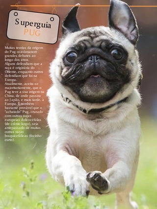 S uperguia
PUG
Muitas teorias da origem
do Pug ocasionaram
grandes debates ao
longo dos anos.
Alguns defendiam que a
raça é originária do
Oriente, enquanto outros
defendiam que foi na
Europa.
Atualmente, aceita-se
majoritariamente, que o
Pug teve a sua origem na
China, de onde passou
ao J apão, e mais tarde, à
Europa. É também
bastante provável que o
“achatado” Pug, cruzado
com outras raças
europeias dolicocéfalas
(de crânio largo), seja
antepassado de muitas
outras raças
braquicefálicas (focinho
curto).
 