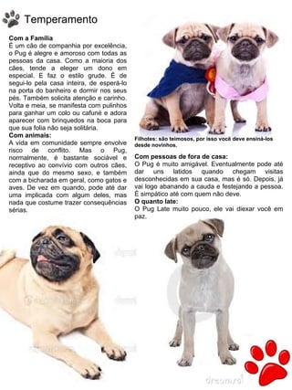 24
Com a Família
É um cão de companhia por excelência,
o Pug é alegre e amoroso com todas as
pessoas da casa. Como a maioria dos
cães, tende a eleger um dono em
especial. E faz o estilo grude. É de
segui-lo pela casa inteira, de esperá-lo
na porta do banheiro e dormir nos seus
pés. Também solicita atenção e carinho.
Volta e meia, se manifesta com pulinhos
para ganhar um colo ou cafuné e adora
aparecer com brinquedos na boca para
que sua folia não seja solitária.  
Com animais:
A vida em comunidade sempre envolve
risco de conflito. Mas o Pug,
normalmente, é bastante sociável e
receptivo ao convívio com outros cães,
ainda que do mesmo sexo, e também
com a bicharada em geral, como gatos e
aves. De vez em quando, pode até dar
uma implicada com algum deles, mas
nada que costume trazer consequências
sérias.
Temperamento
Filhotes: são teimosos, por isso você deve ensiná-los
desde novinhos.
Com pessoas de fora de casa:
O Pug é muito amigável. Eventualmente pode até
dar uns latidos quando chegam visitas
desconhecidas em sua casa, mas é só. Depois, já
vai logo abanando a cauda e festejando a pessoa.
É simpático até com quem não deve.
O quanto late:
O Pug Late muito pouco, ele vai diexar você em
paz.
 