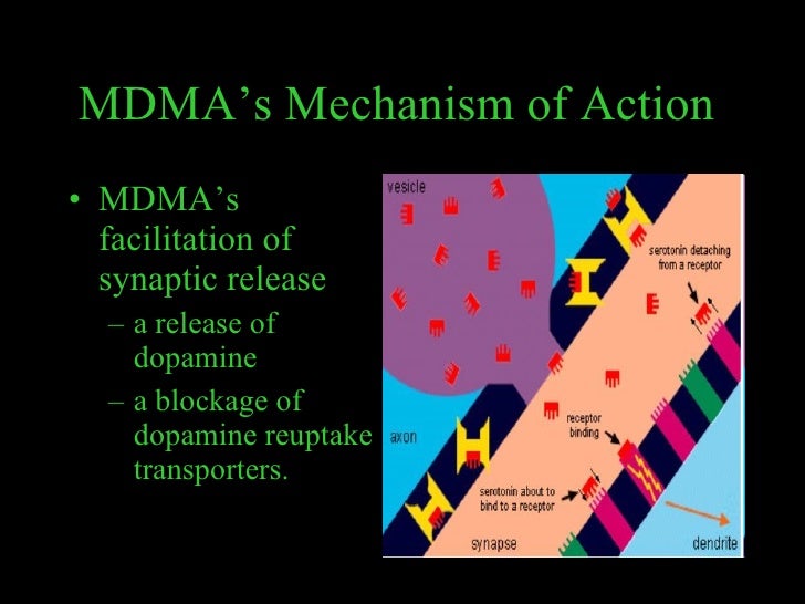 amphetamine mechanism of action amphetamine mechanism of action