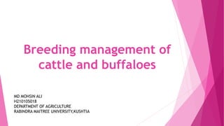 Breeding management of
cattle and buffaloes
MD MOHSIN ALI
H210105018
DEPARTMENT OF AGRICULTURE
RABINDRA MAITREE UNIVERSITY,KUSHTIA
 