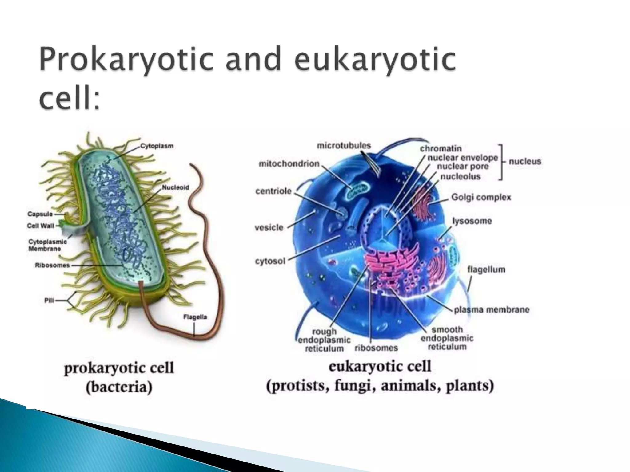 Replication In Eukaryotes and Prokaryotes | PPTX