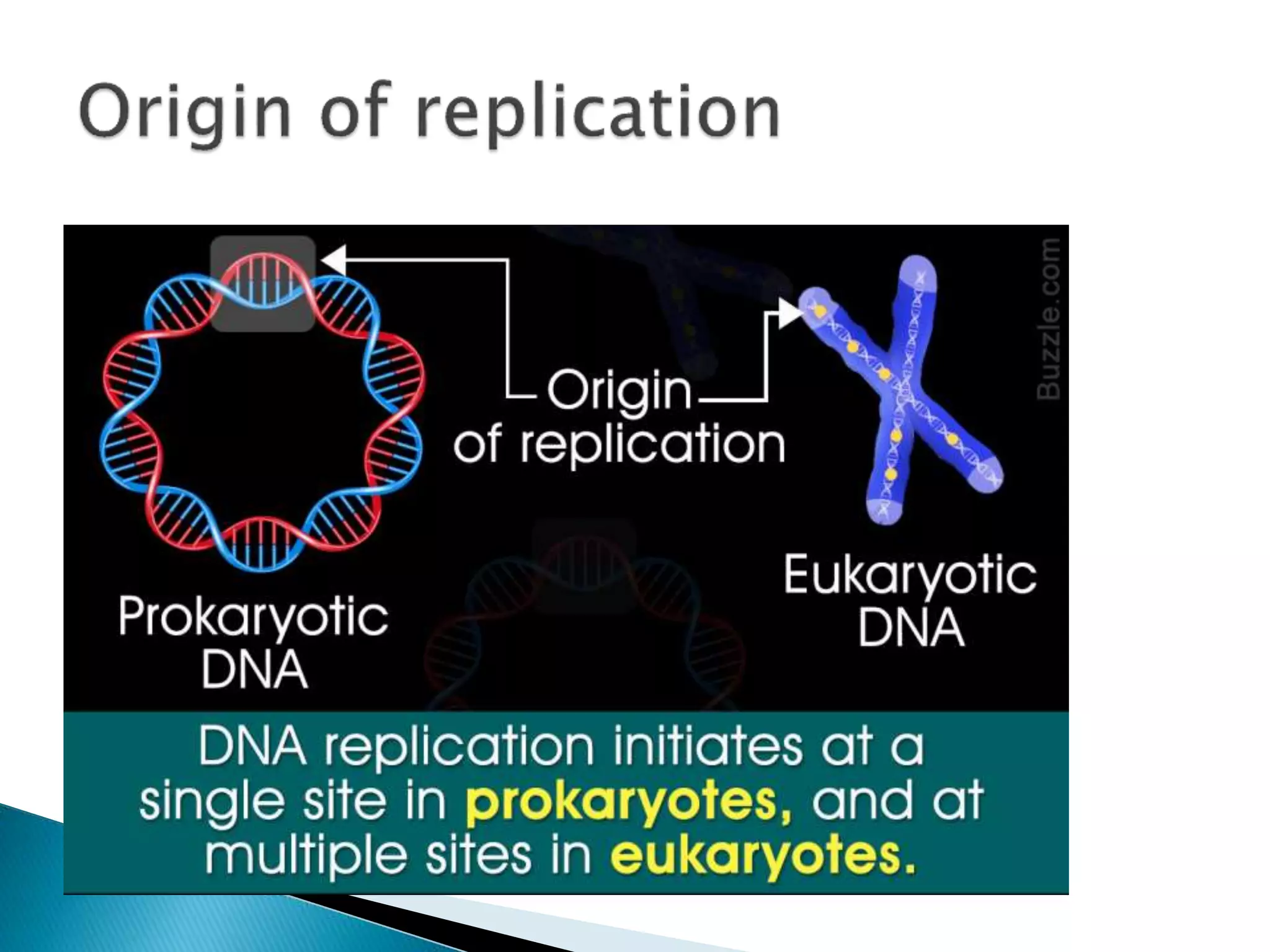 Replication in eukaryotes and prokaryotes pptx biological sciences