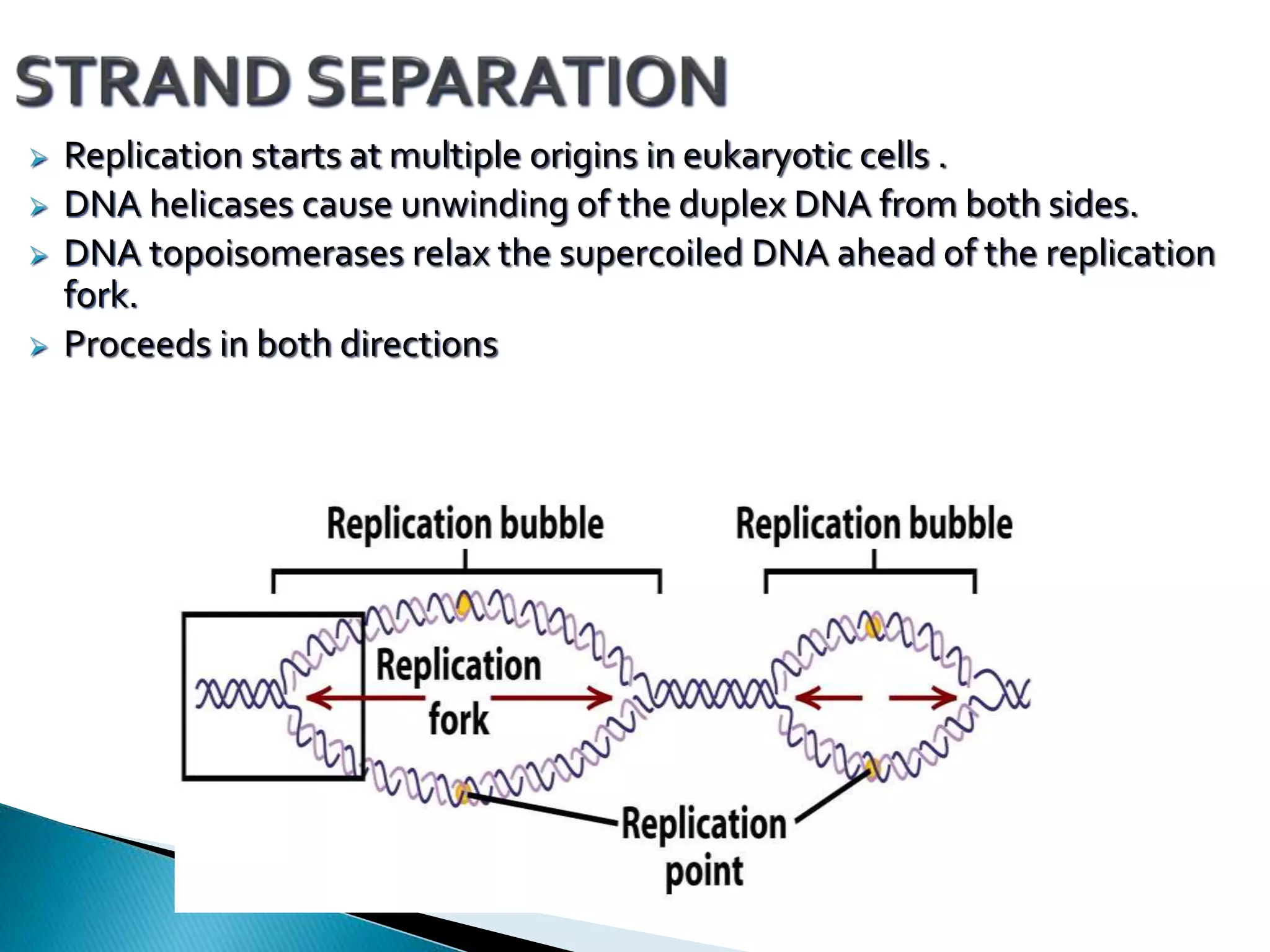 Replication In Eukaryotes and Prokaryotes | PPTX